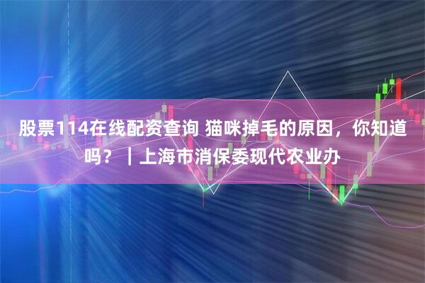 股票114在线配资查询 猫咪掉毛的原因，你知道吗？｜上海市消保委现代农业办